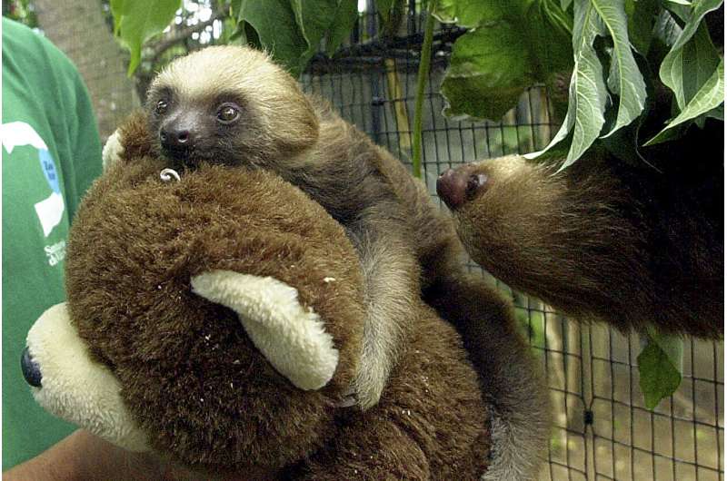 What to know about the Oropouche virus, also known as sloth fever