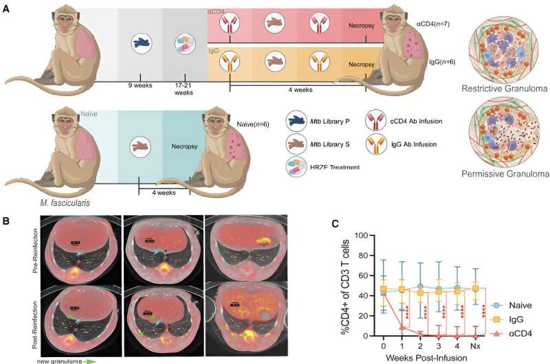 Immune protection against tuberculosis reinfection driven by cells that dampen lung inflammation