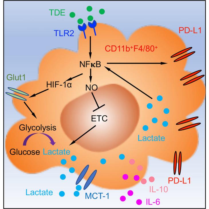 Critical Review of the Mechanisms by Which Tumor-Derived Exosomes Induce Immunosuppressive Macrophages through Metabolic Reprogramming 