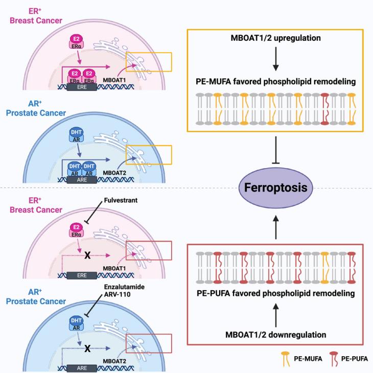 Sex hormone-driven MBOAT1/2 expression in ferroptosis surveillance 