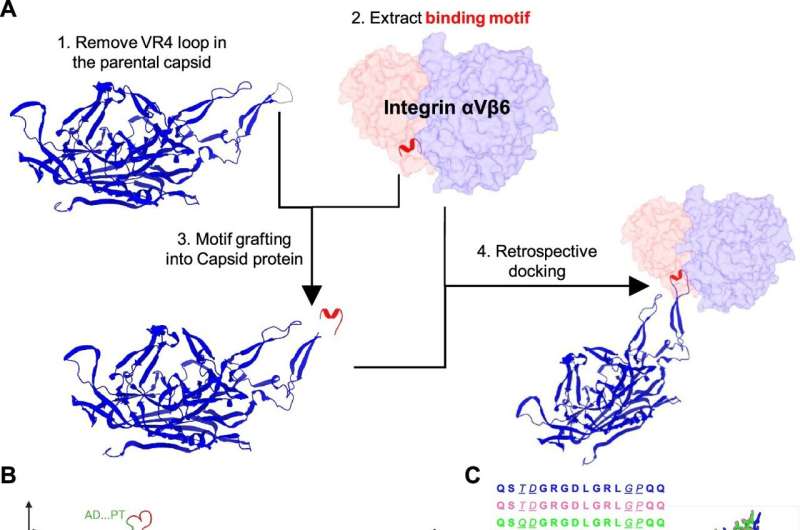 Next-gen gene therapy vector for muscle diseases uses AI predictive methodology to improve efficacy and safety