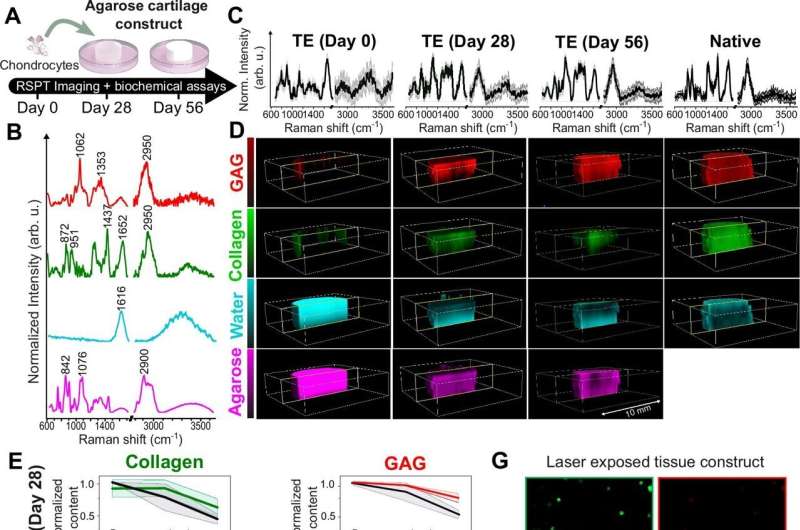 New technology holistically images deep living tissue for the first time