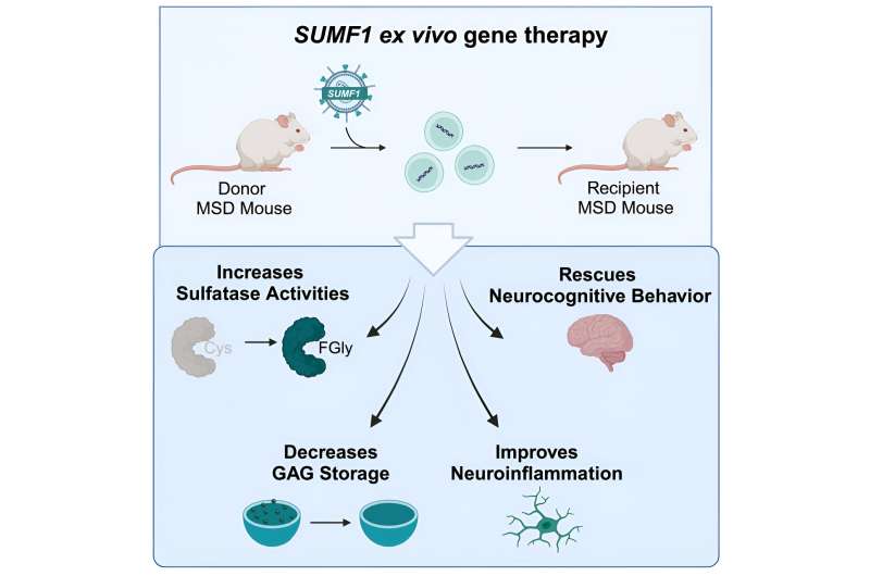 Researchers report encouraging first evidence of effective new gene therapy to treat multiple sulfatase deficiency