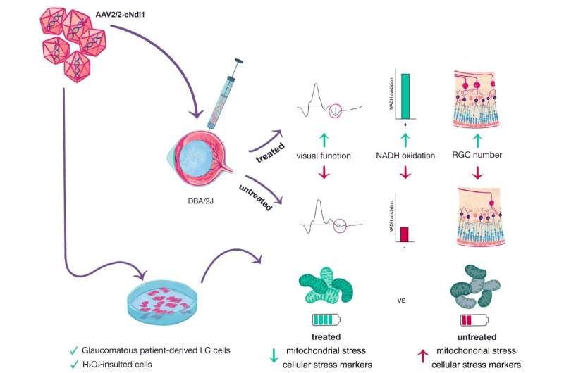 Gene therapy offers promise for treating glaucoma and age-related macular degeneration