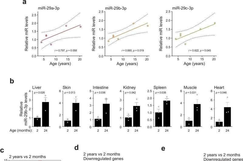 Small RNA molecule has role in driving aging