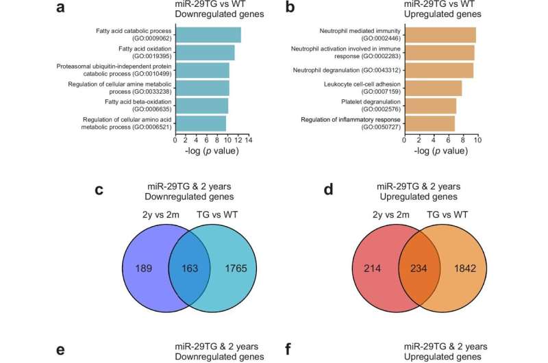 Small RNA molecule plays role in driving aging, research confirms