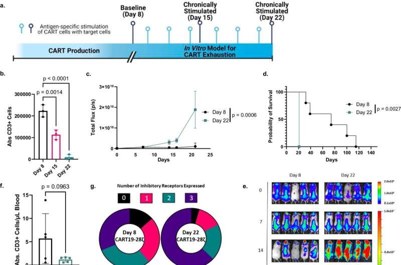 Using molecular scissors to improve CAR-T cell therapy