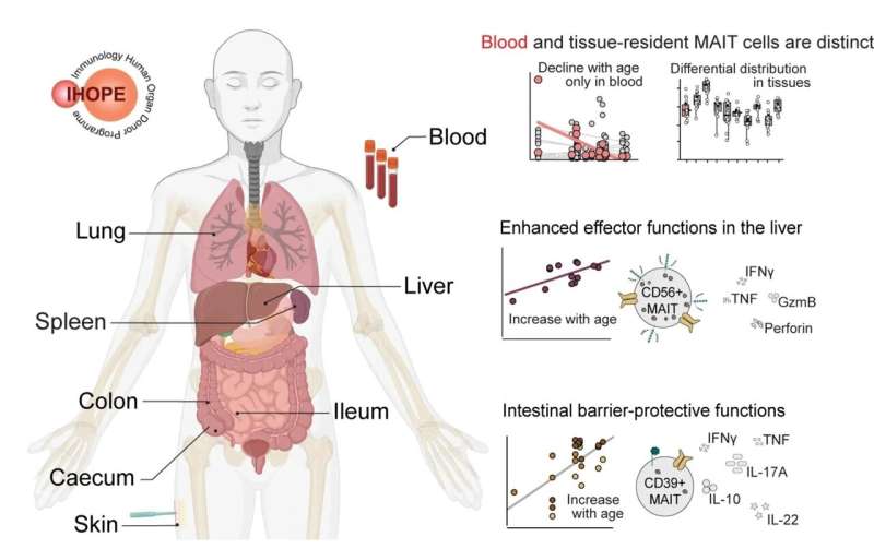 New study reveals specialization of immune cells in different tissues