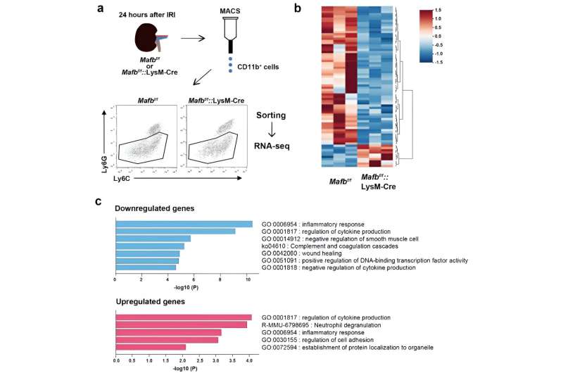 Unraveling the role of macrophages in regulating inflammatory lipids during acute kidney injury