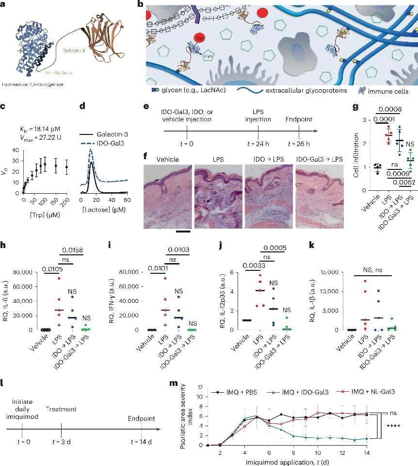 New Anti-inflammatory Therapy Strategy: Targeted Inhibition of Inflammation by IDO and Galectin-3 Fusion