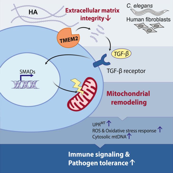 Hyaluronan Degradation and TGF-β Signaling in extracellular matrix (ECM)-Mitochondria Communication 