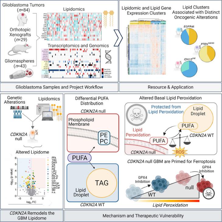 Critical Analysis of CDKN2A Deletion's Role in Lipid Metabolism Remodeling and Ferroptosis Sensitivity in Glioblastoma Multiforme 