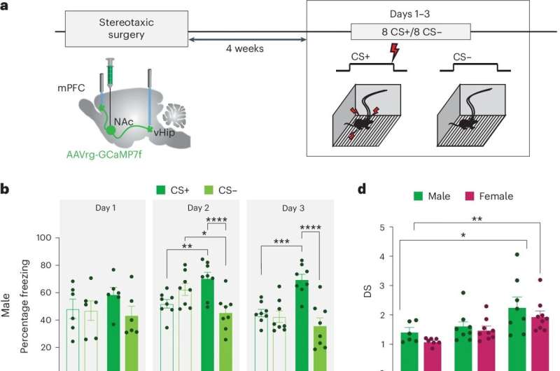 Mouse study finds sex-based differences in how brains handle threats