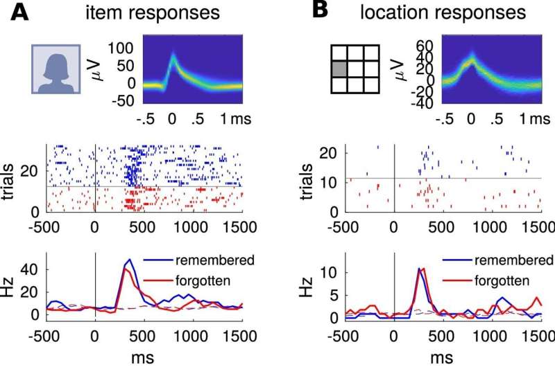 Researchers clarify the function of highly specialized nerve cells in memory