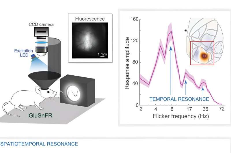 Hallucinations from flickering lights: What happens in our brain?