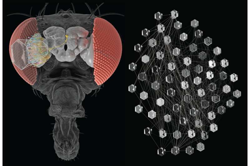 Combining the power of AI and the connectome to predict brain cell activity