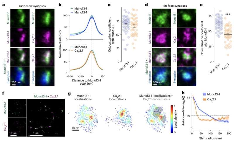 Hippocampal study unveils distinct protein machineries for calcium channel clustering and vesicle priming