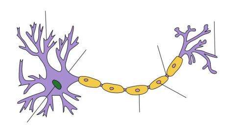 New research provides insights into how the brain regenerates lost myelin