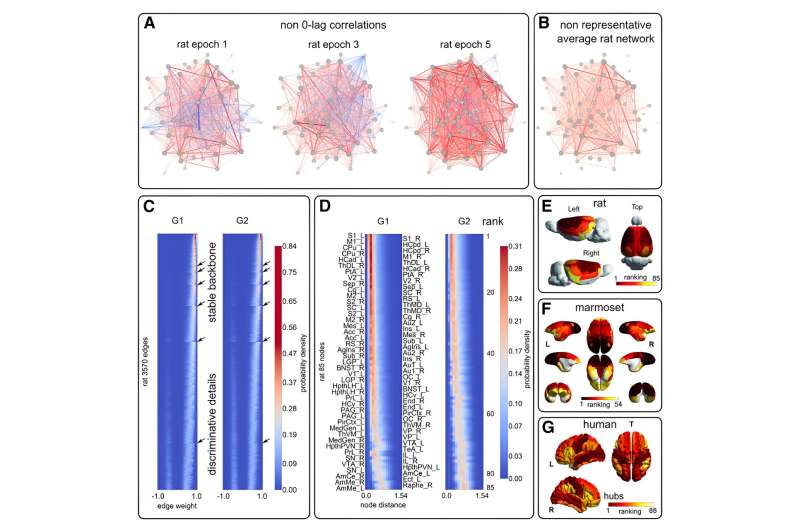 Advanced fMRI techniques reveal the brain's dynamic architecture