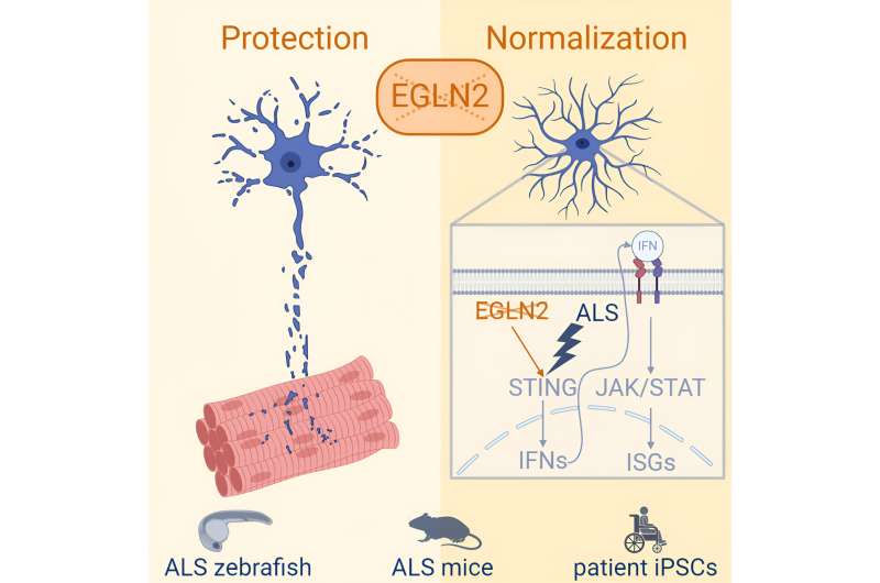  New research identifies potential therapeutic target for ALS