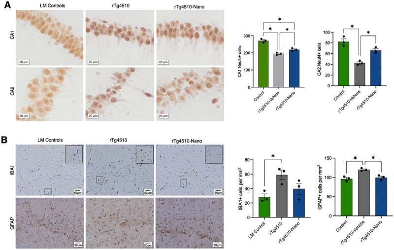 Alzheimer's study: Drug combination improves memory skills in mice