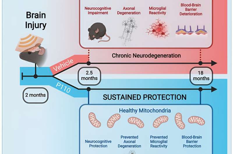 New study shows that chronic neurodegeneration can be prevented after traumatic brain injury