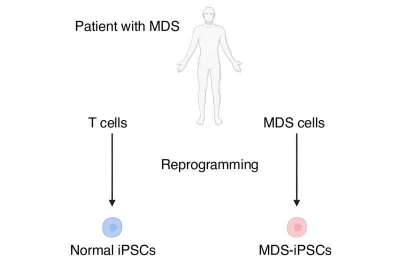 Leveraging the power of iPS cell technology to study myeloid neoplasm