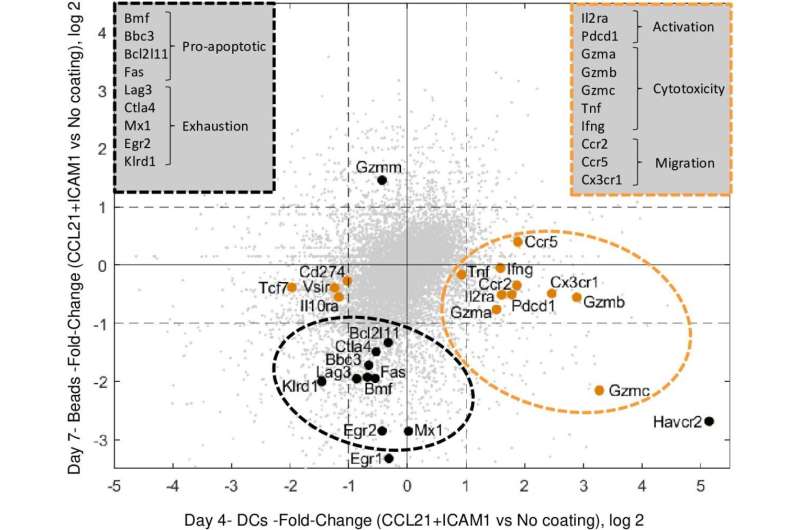 Increasing the proliferation of cancer-targeting immune cells while retaining their ability to kill cancer cells