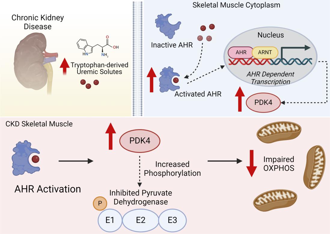 Uremic metabolites and AHR activation trigger skeletal muscle mitochondrial dysfunction in chronic kidney disease 