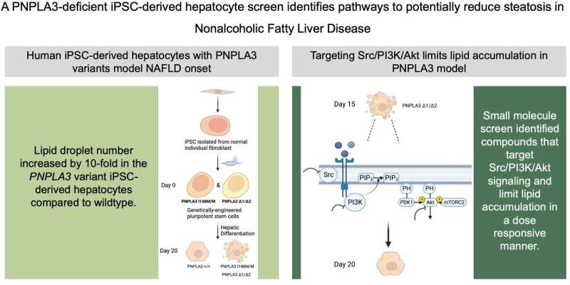 Finding the right pathway to reduce fat accumulation in the liver