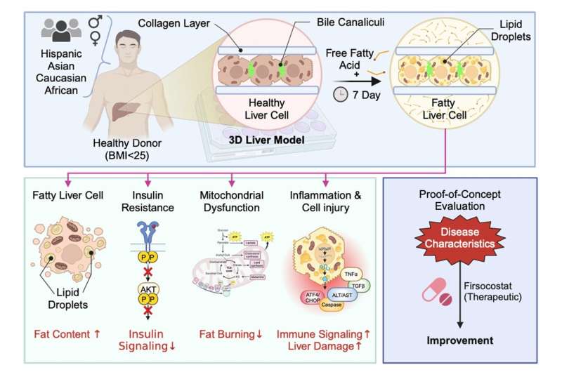 A cellular model system for drug development in fatty liver disease