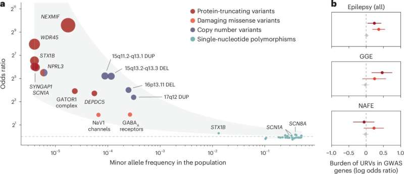 Largest-ever genetic study of epilepsy finds possible therapeutic targets