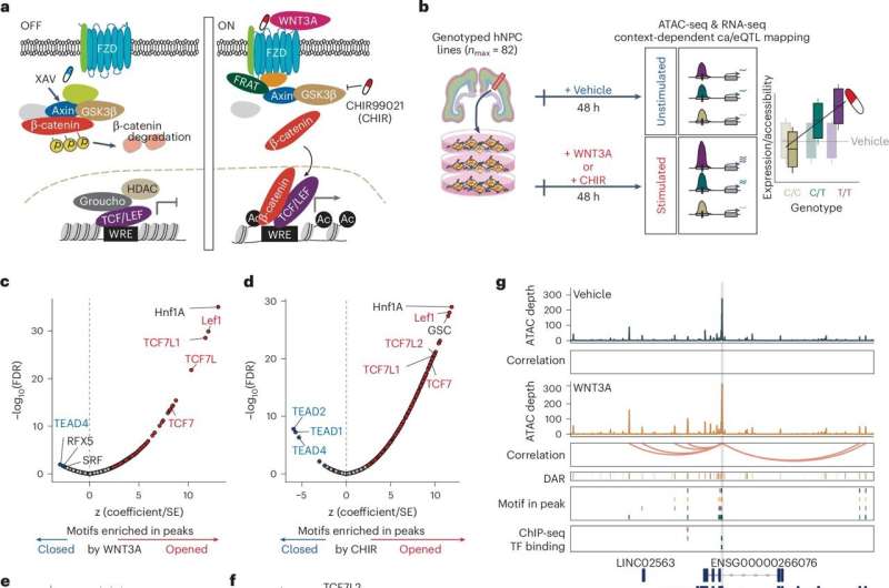 Live-cell model system can decode genetic risk for psychiatric disorders