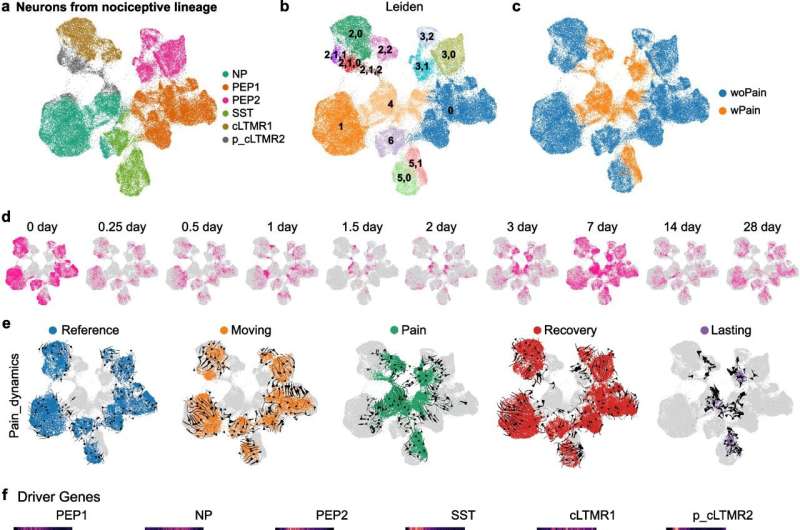 New comprehensive mapping of genetic activity brings hope to patients with chronic pain