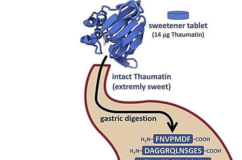 Thaumatin, a natural sweetener with anti-inflammatory potential