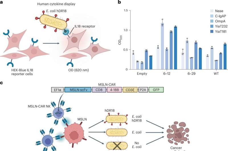 Gut bacteria engineered to act as tumor GPS for immunotherapies