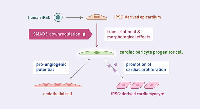 Unlocking new regenerative pathways in iPS cell–derived epicardium for cardiac repair