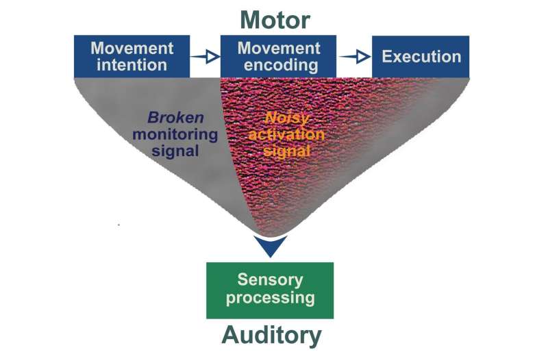 What happens in the brain when a person with schizophrenia "hears voices"?