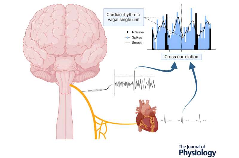 First human vagus nerve recordings pinpoint cardiovascular signals