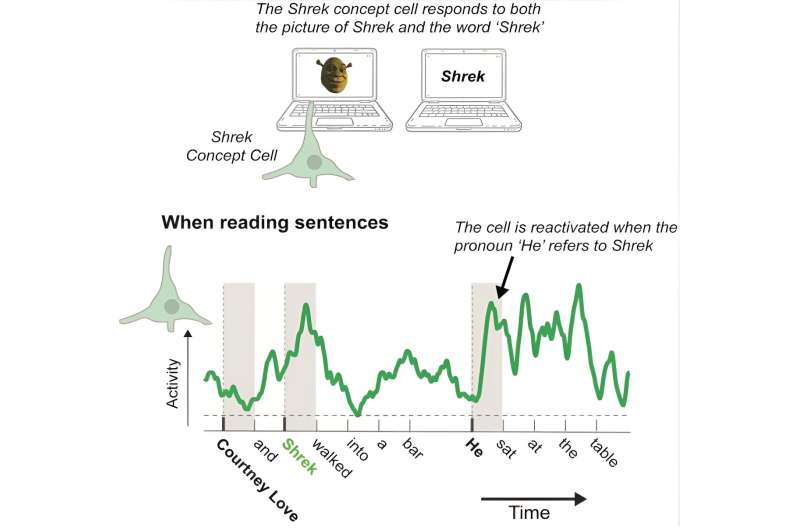 How are pronouns processed in the memory-region of our brain?