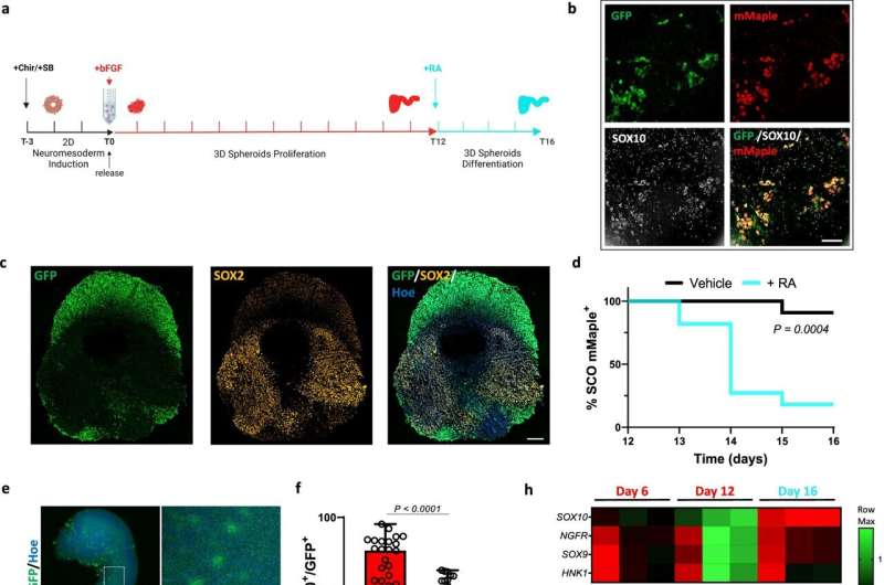 Spinal cord organoids could unlock safer treatment for pregnant women with epilepsy