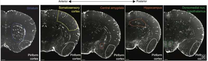 Neurons in the mouse piriform cortex promote the development of recurrent neural circuits