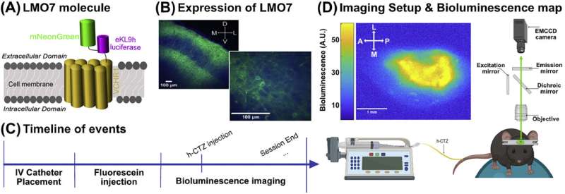 Turning brain cells on using the power of light: Researchers refine noninvasive method of bioluminescent optogenetics