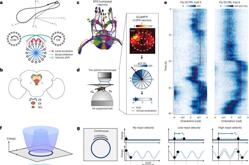 Small brains can accomplish big things, according to new theoretical research