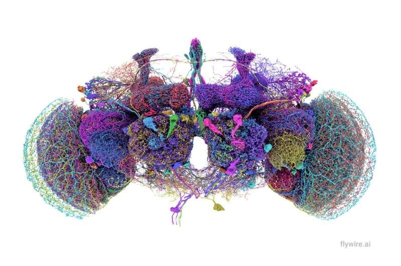 Neuroscience breakthrough: A Princeton-led research team has mapped the entire brain of an adult fruit fly for the first time