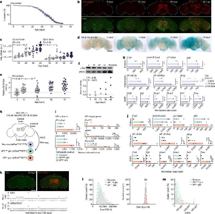 Senescent glial cell: A key player in lipid accumulation and brain aging 