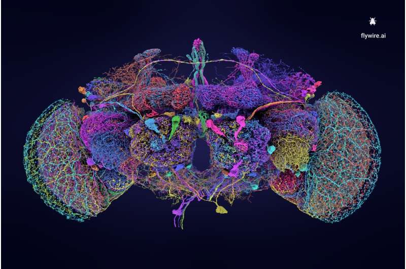 Researchers fully map neural connections of the fruit fly brain