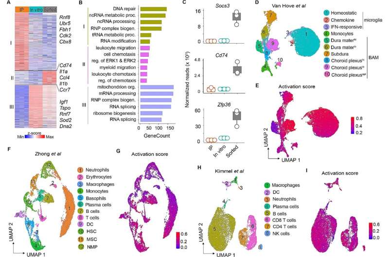 Scientists use ribosomal tagging to study neuroinfections