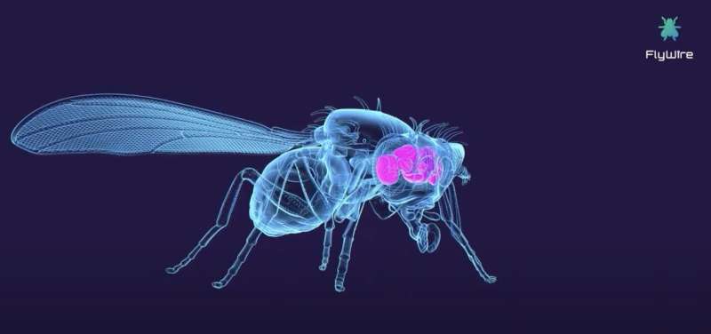 Neuroscience breakthrough: A Princeton-led research team has mapped the entire brain of an adult fruit fly for the first time