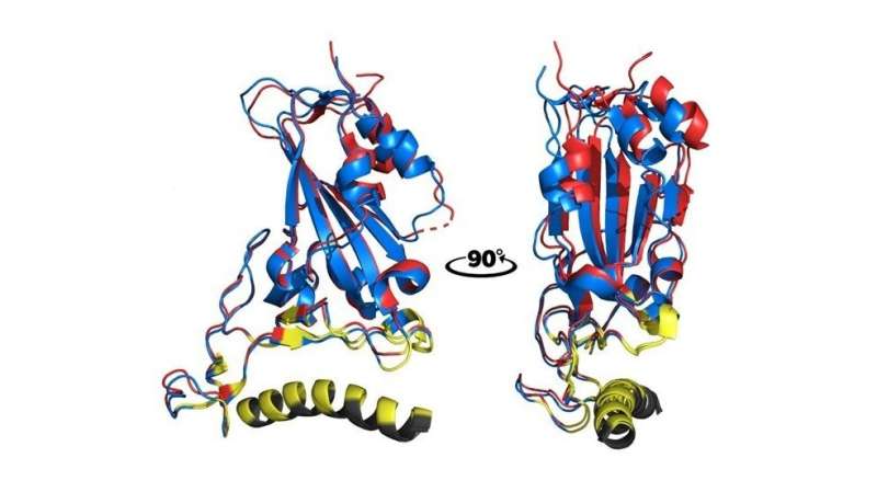 Peptide synthesized at University of São Paulo acts as molecular shield to prevent SARS-CoV-2 from infecting cells